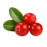 <strong>Alpha Arbutin</strong>